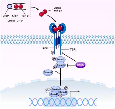 Diverse Role of TGF-β in Kidney Disease